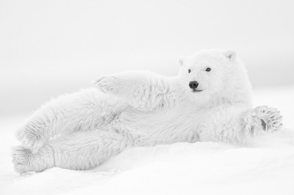 Wildlife photography in black and white, with polar bear seeming to wave at us.